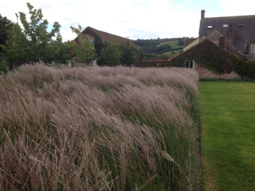 <a href="https://www.pinterest.co.uk/pin/279786195581169867/">
                  </a>
                  Bold use of ornamental grasses - Yeo Valley Organic Garden - Sept 2016